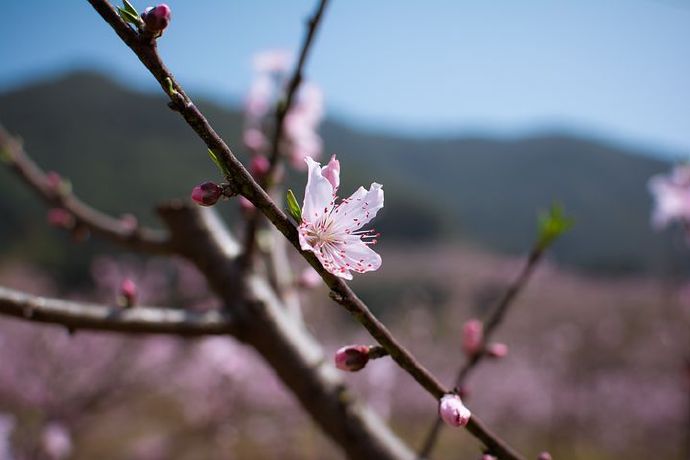 peach-blossom-1331427__480